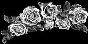 Роза вьющаяся - картинки для гравировки